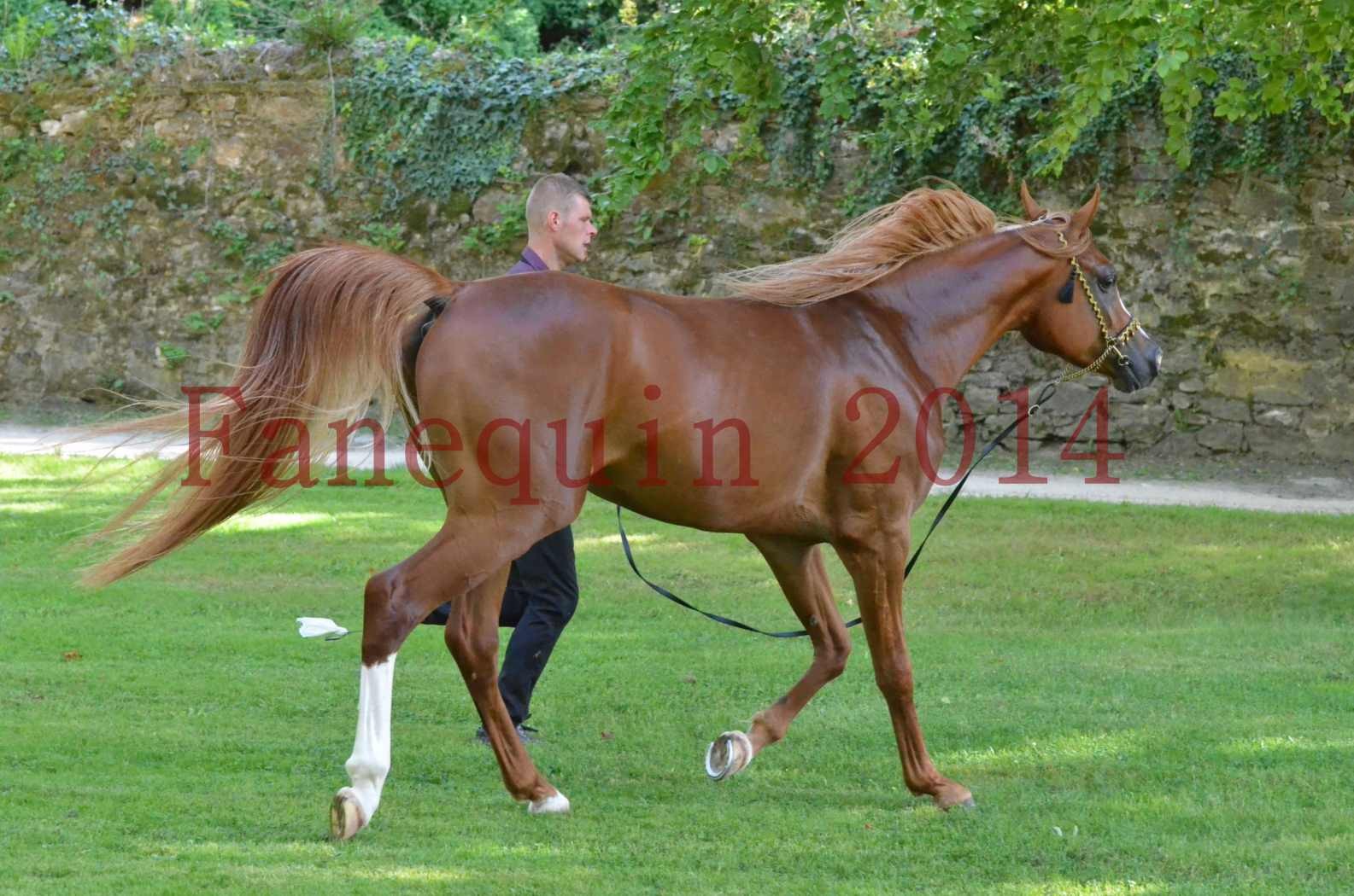 Championnat de FRANCE 2014 - Amateurs - SELECTO IBN SAMAWI - 127