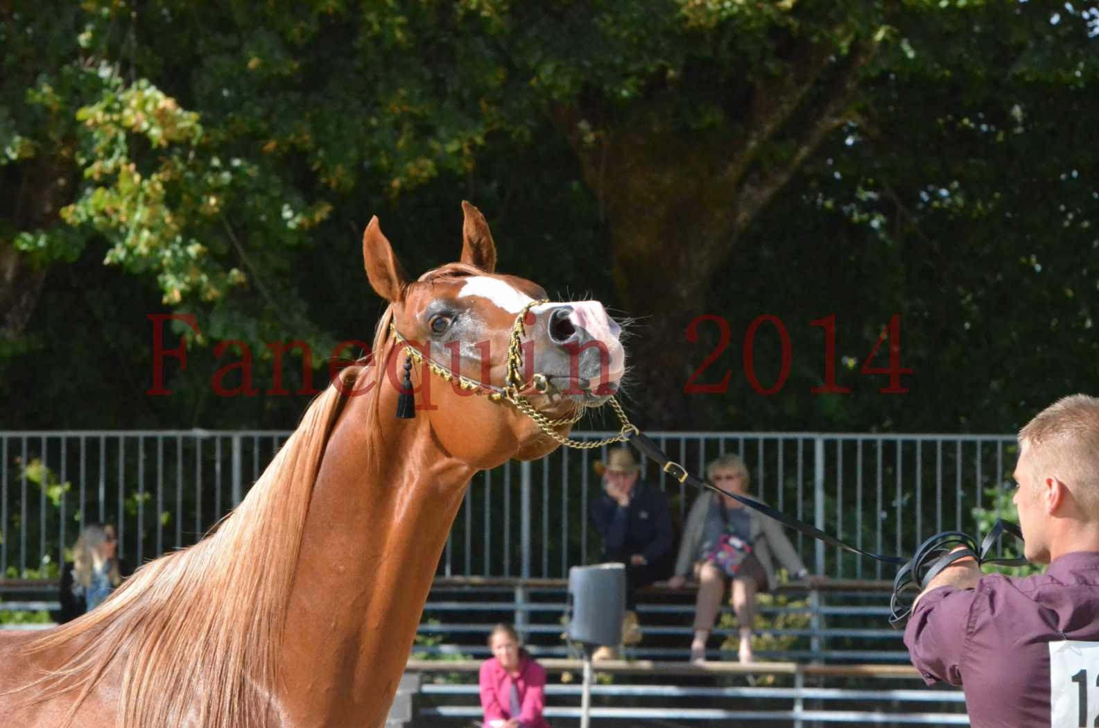 Championnat de FRANCE 2014 - Amateurs - SELECTO IBN SAMAWI - 072