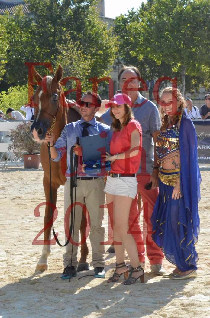 Concours National de Nîmes de chevaux ARABES 2014 - Championnat - MASSAI DE BARREL - 03