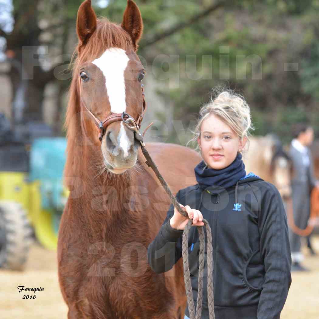 Cheval Passion 2016 - Portraits de Chevaux Arabes - élevage EL MAGLEP ARABIANS - 4