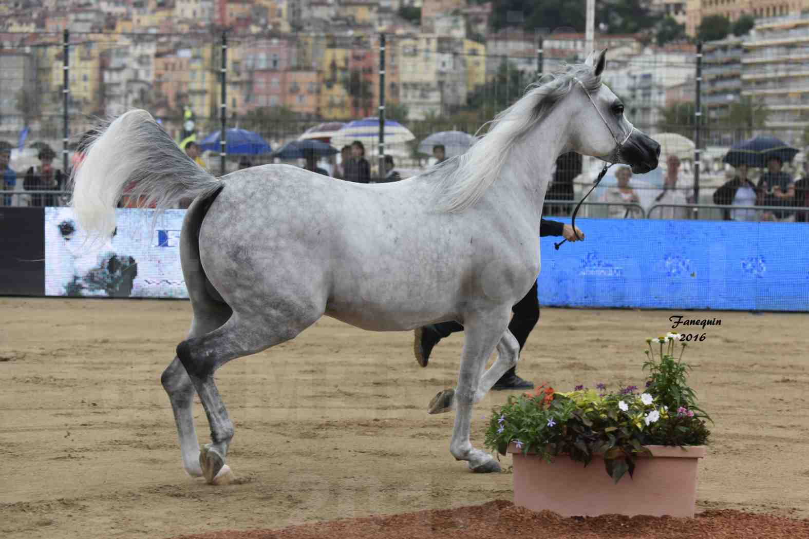 Championnat du pur-sang arabe de la Méditerranée et des pays arabes - MENTON 2016 - WADAD ZAMANI - Notre Sélection - 7