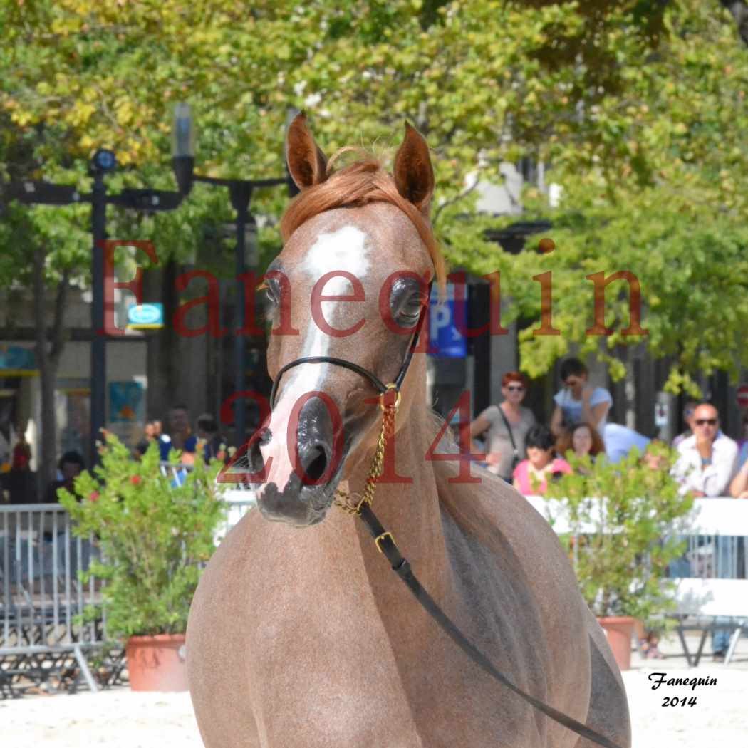 Concours National de Nîmes de chevaux ARABES 2014 - Notre Sélection - Portraits - ABYSS DE RODET - 2