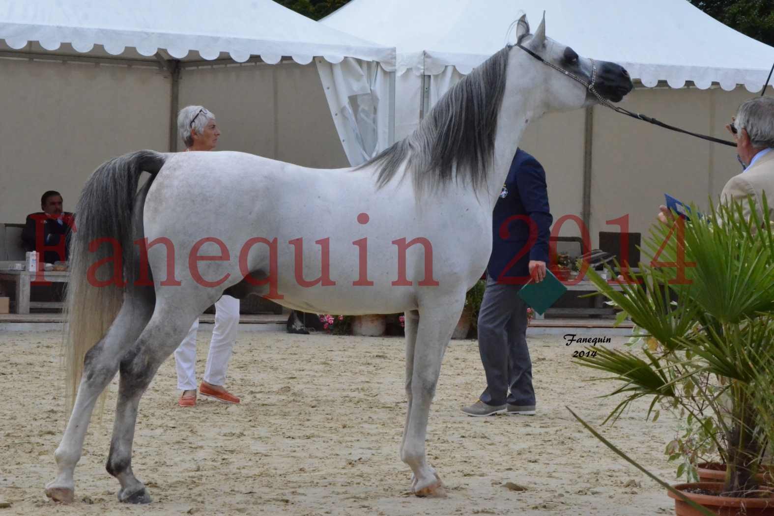 CHAMPIONNAT DE FRANCE  2014 A POMPADOUR - Notre Sélection - SHEYK DE GARGASSAN - 16