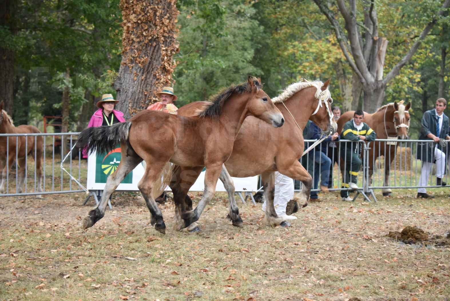 Concours Régional de chevaux de traits en 2017 - Jument & Poulain Trait COMTOIS - DIEZE DE GRILLOLES - 21