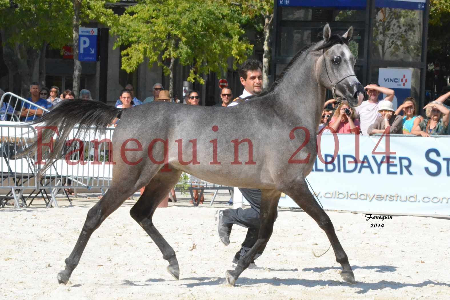 Concours National de Nîmes de chevaux ARABES 2014 - Notre Sélection - JOSEPH'S BOUZIOLS - 11