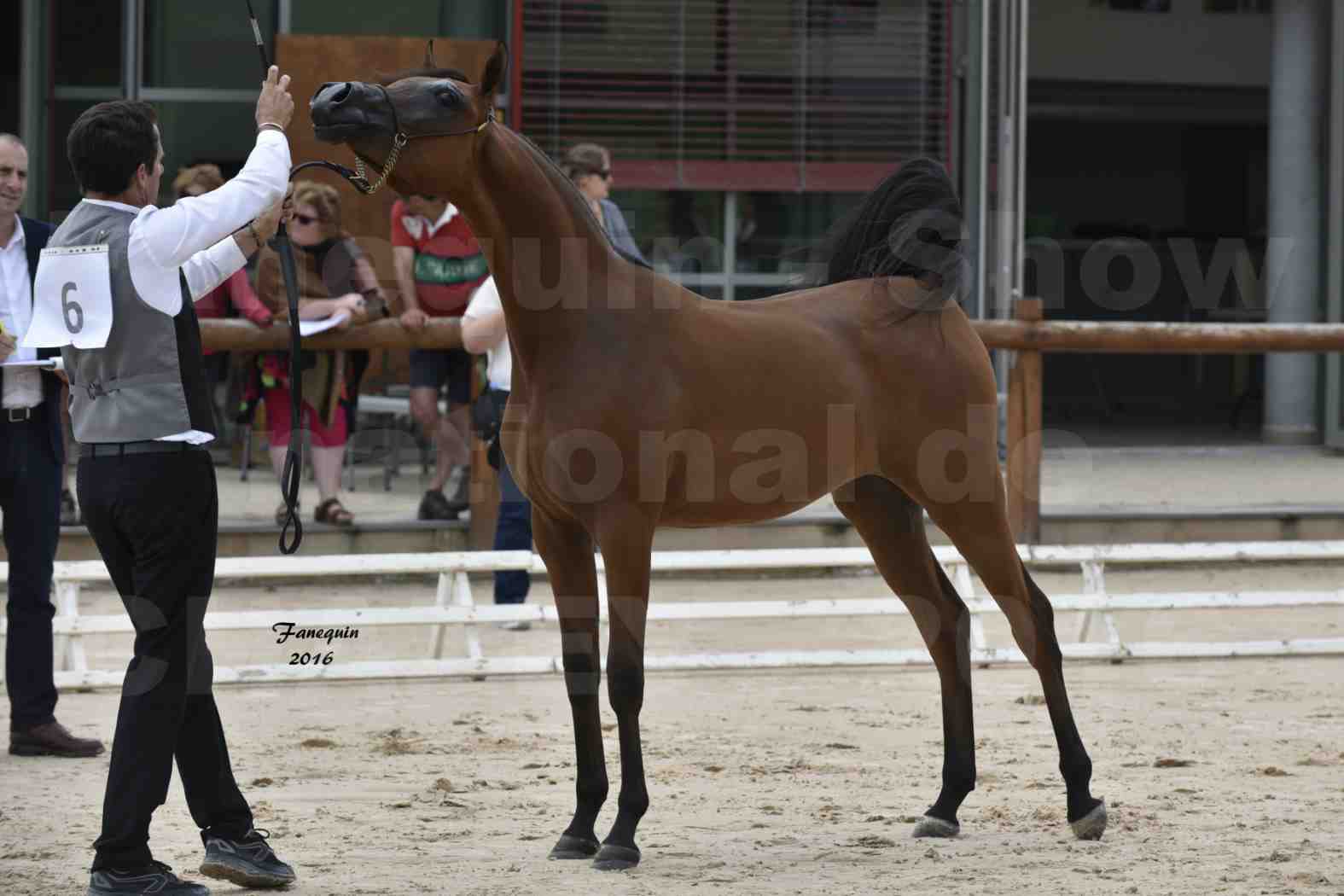 Show national de chevaux arabes de CHAZEY sur AIN - AZIZA DOMITIA - 3