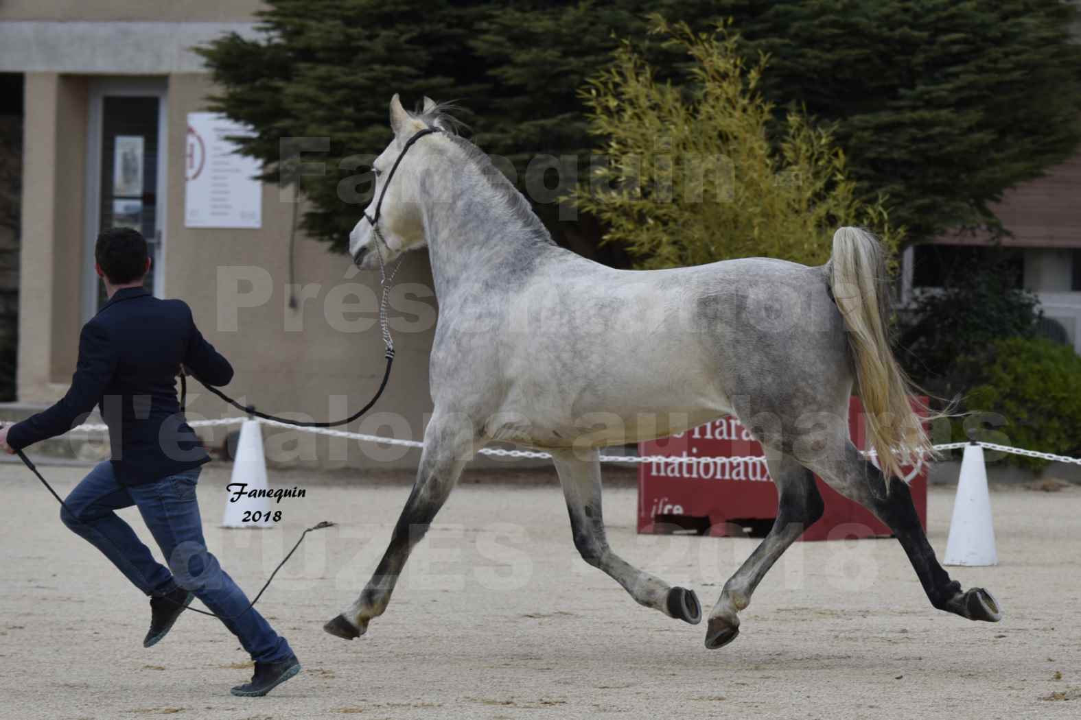 Présentation d’Étalons au haras d'UZES en 2018 - DIOSAÏ D'ALAJOU - Notre Sélection - en main - 04