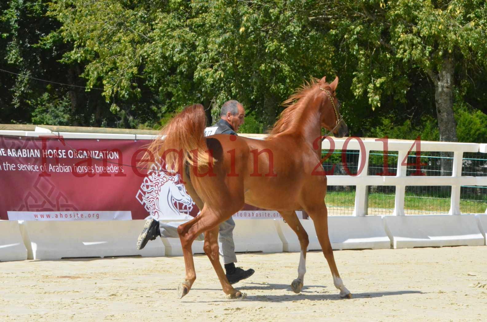 Championnat de FRANCE 2014 - Amateurs - SH CALLAS BINT ARMANI - 29