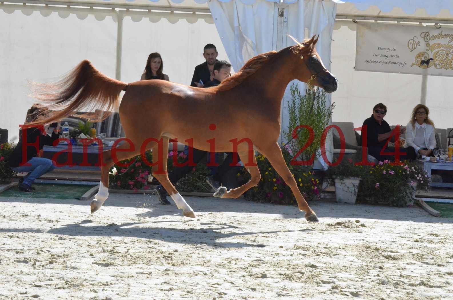 ﻿CHAMPIONNAT DE FRANCE 2014 A POMPADOUR - Sélection - KINSHASA JA - 48