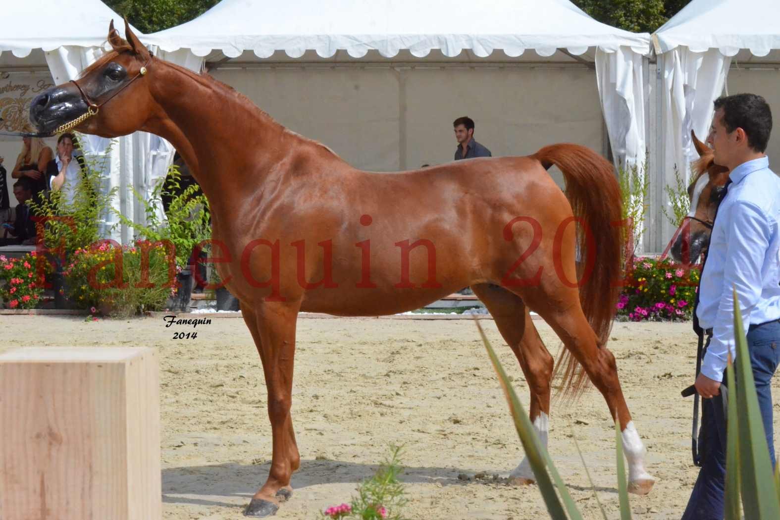 ﻿CHAMPIONNAT DE FRANCE 2014 A POMPADOUR - Notre Sélection - KINSHASA JA - 30