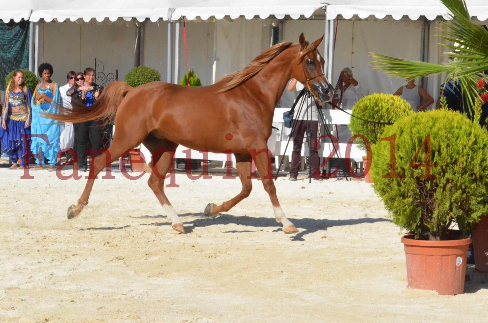 Concours National de Nîmes de chevaux ARABES 2014 - Championnat - MASSAI DE BARREL - 79