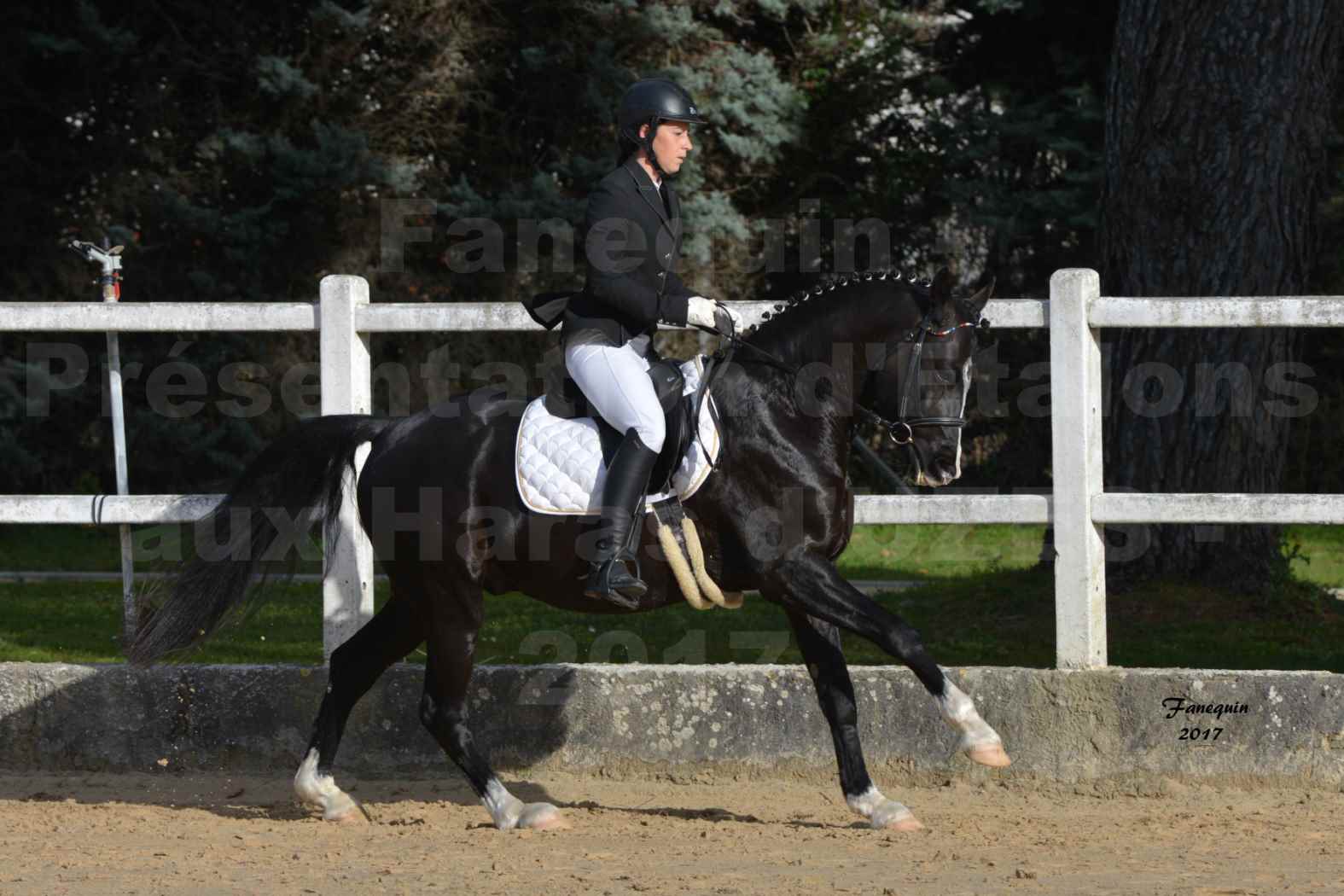 Présentation d’Étalons aux Haras d'UZES - Présentation  monté - VOLUPTO DES BOURDONS - 6