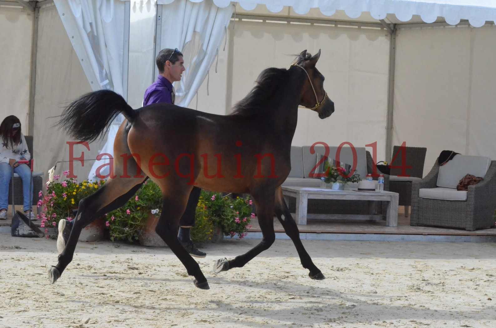 Championnat de FRANCE 2014 - Amateurs - SH FARAJAA - 05