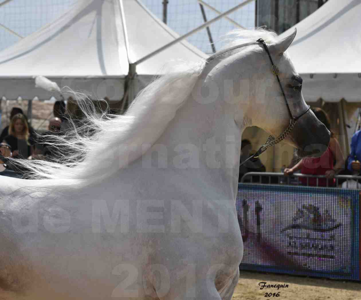 Show International de chevaux ARABES de MENTON 2016 - AJA ANGELO - Notre Sélection - Portraits - 08