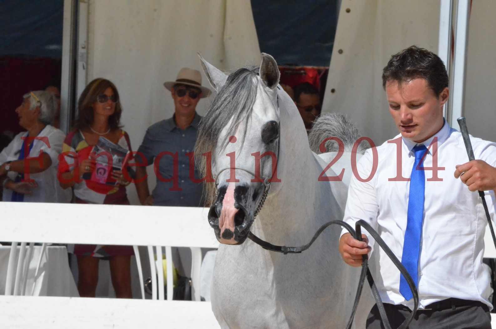 Concours National de Nîmes de chevaux ARABES 2014 - Sélection - SHAOLIN DE NEDJAIA - 74