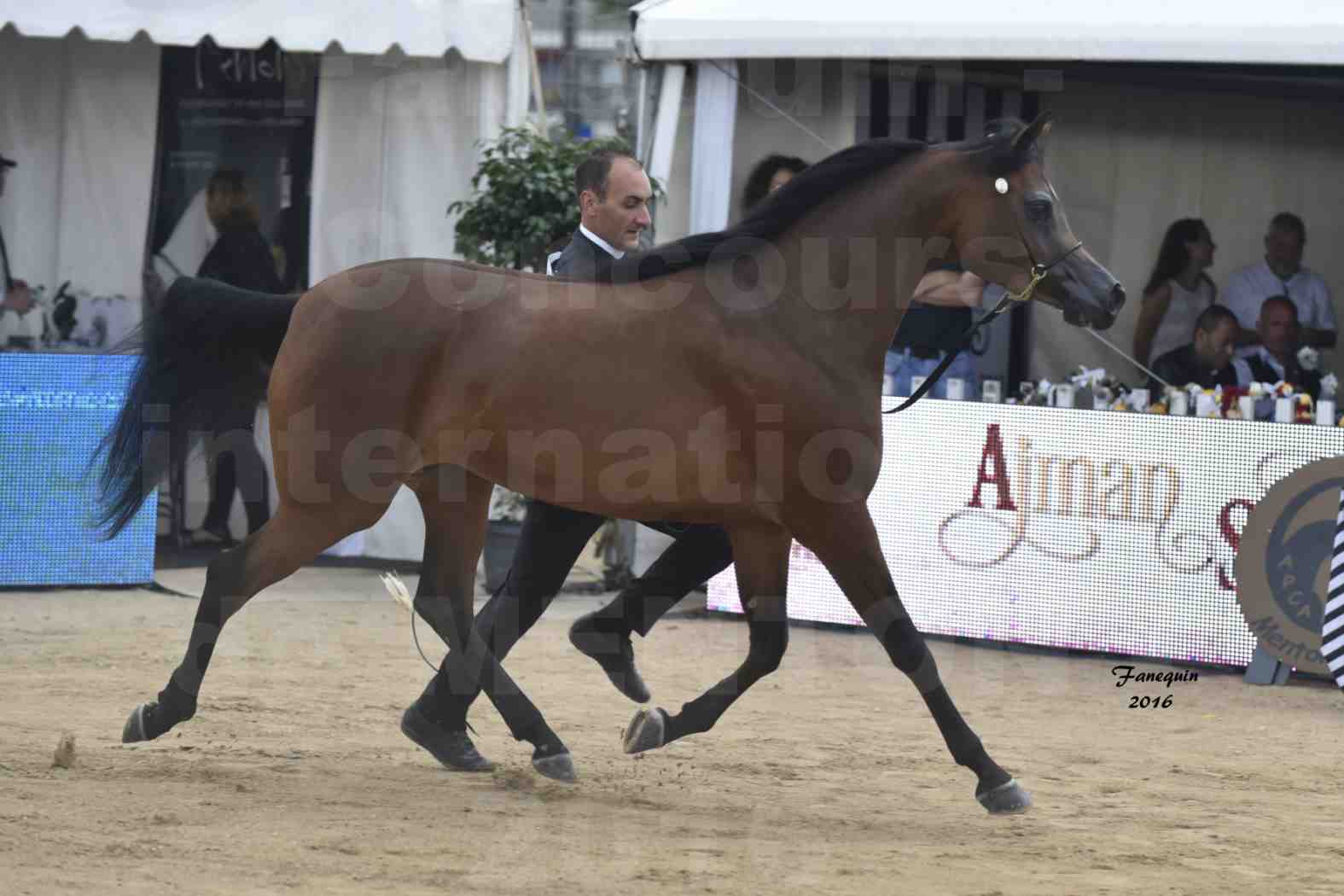 Championnat du Pur-Sang Arabe de la Méditerranée et des pays Arabes - MENTON 2016 - GHAZALAH AL AALYA - Notre Sélection - 5