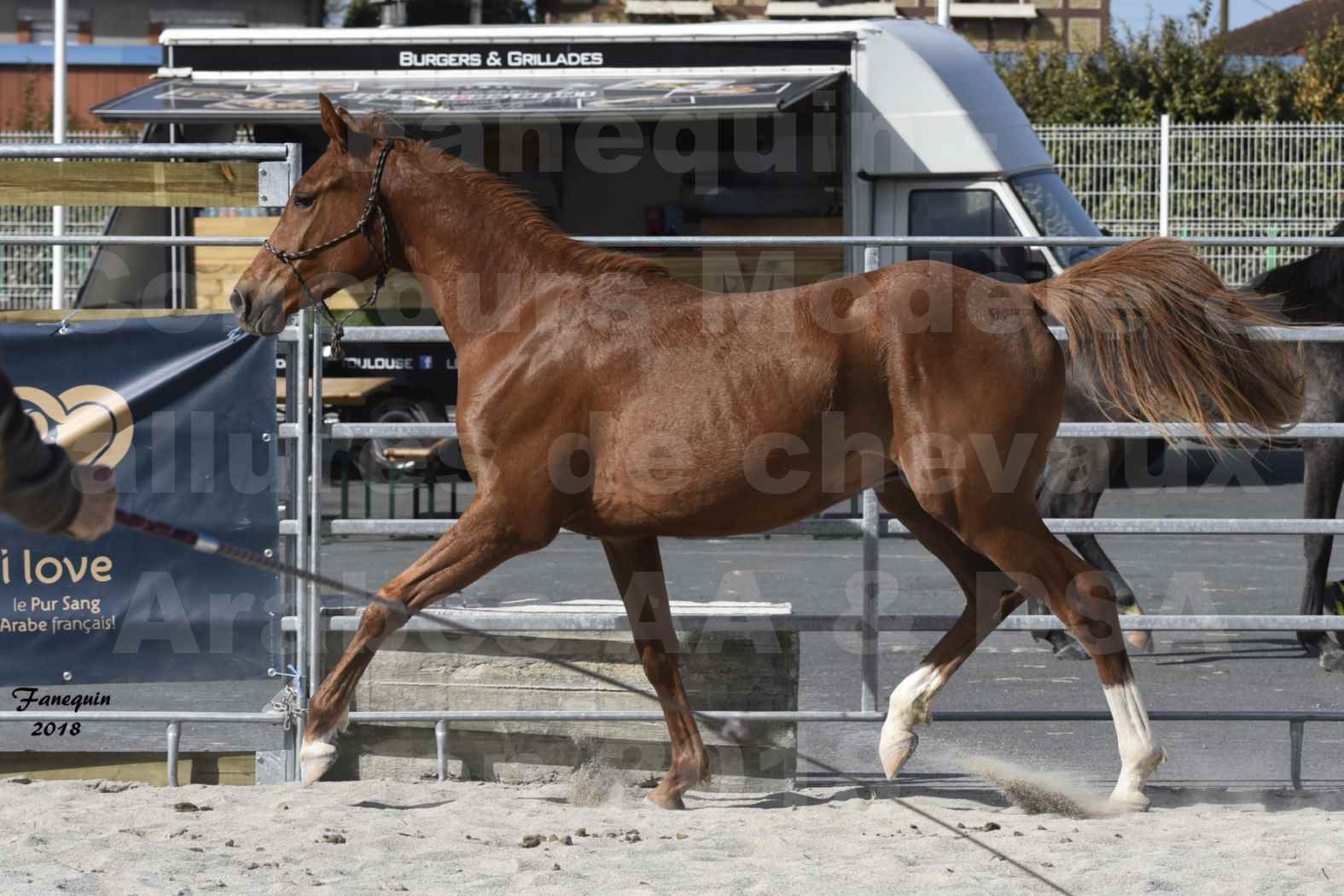 Concours d'élevage de Chevaux Arabes - D. S. A. - A. A. - ALBI les 6 & 7 Avril 2018 - GRIOU DU GRIOU - Notre Sélection - 2