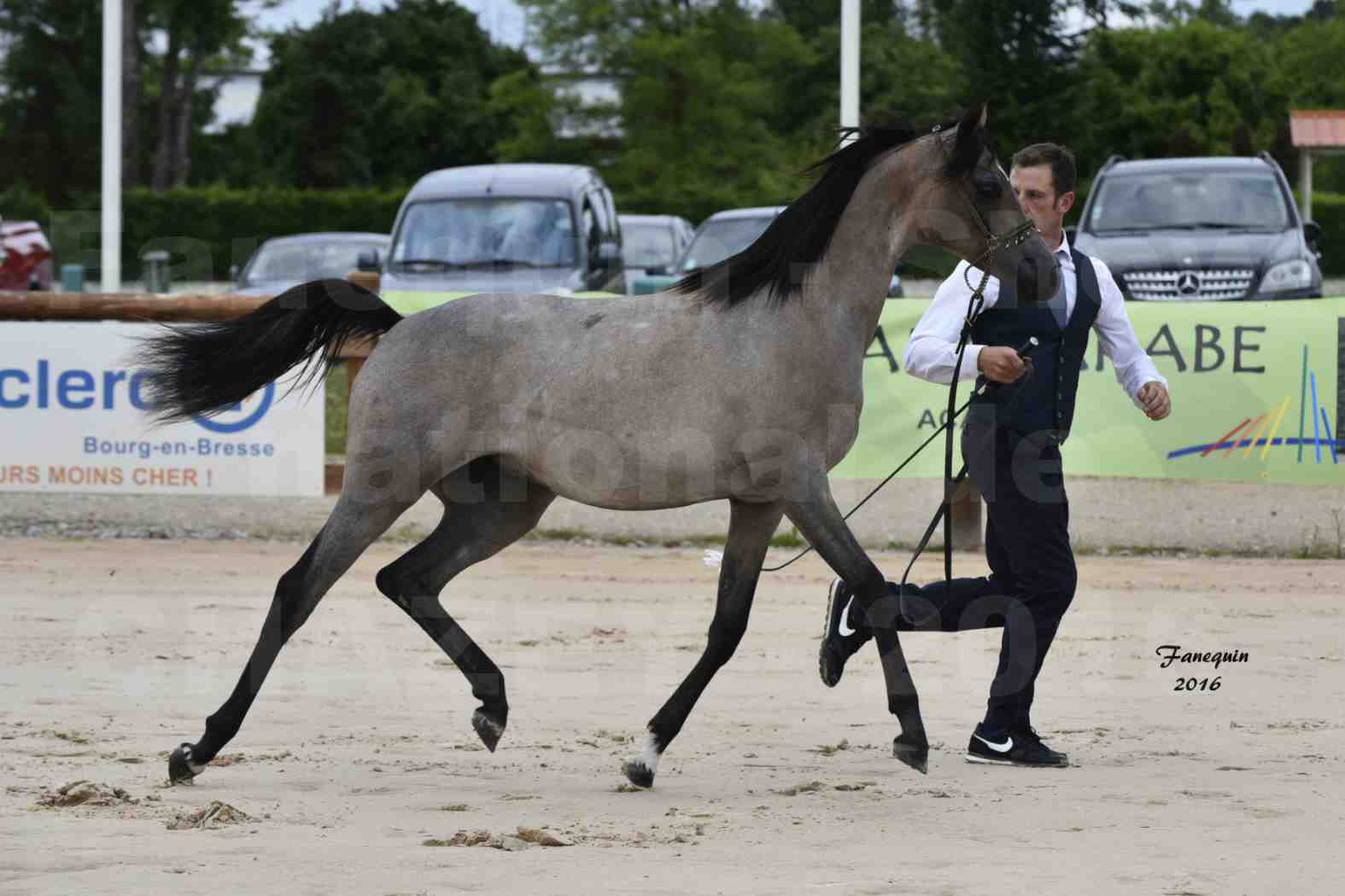 Show national de chevaux arabe de CHAZEY sur AIN - FALOUKA - 7