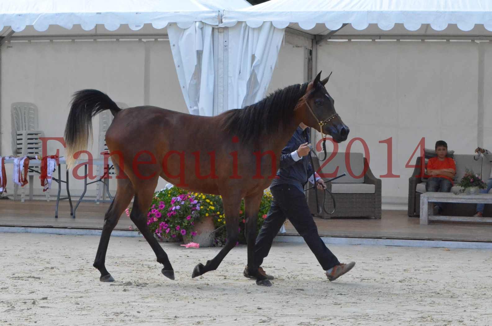 Championnat de FRANCE 2014 - Amateurs - KAL'ELLE D'ELHORIA - 30