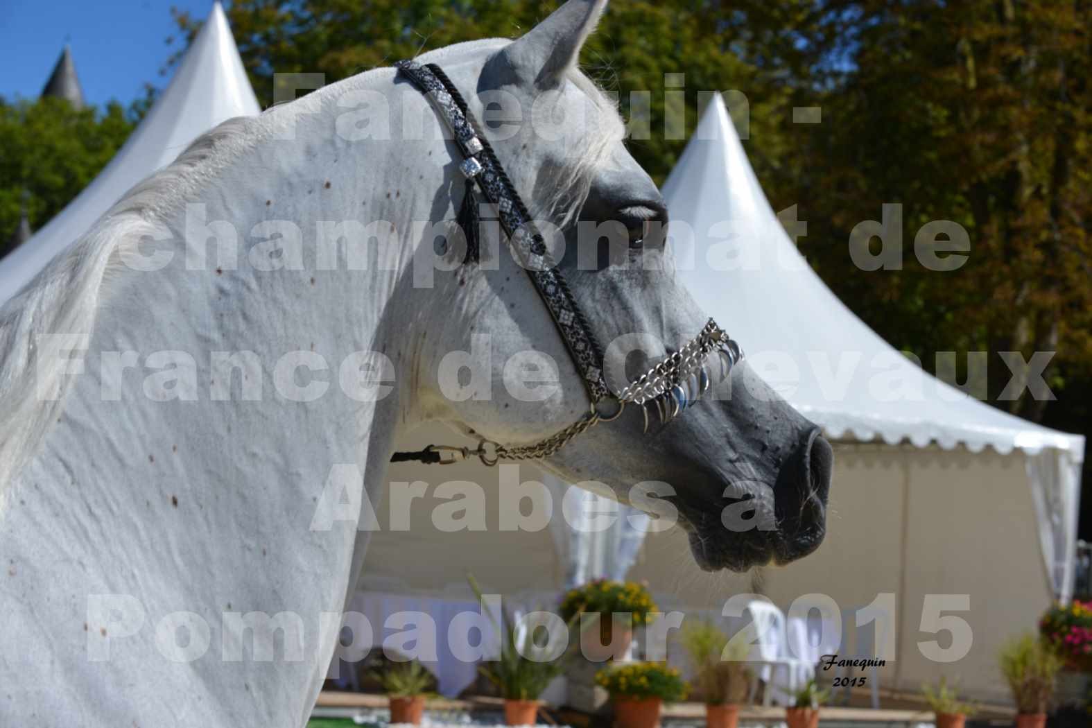 Championnat de FRANCE du cheval ARABE à POMPADOUR 2015 - Classes PROFESSIONNELS - Portraits - HAADJA - 1