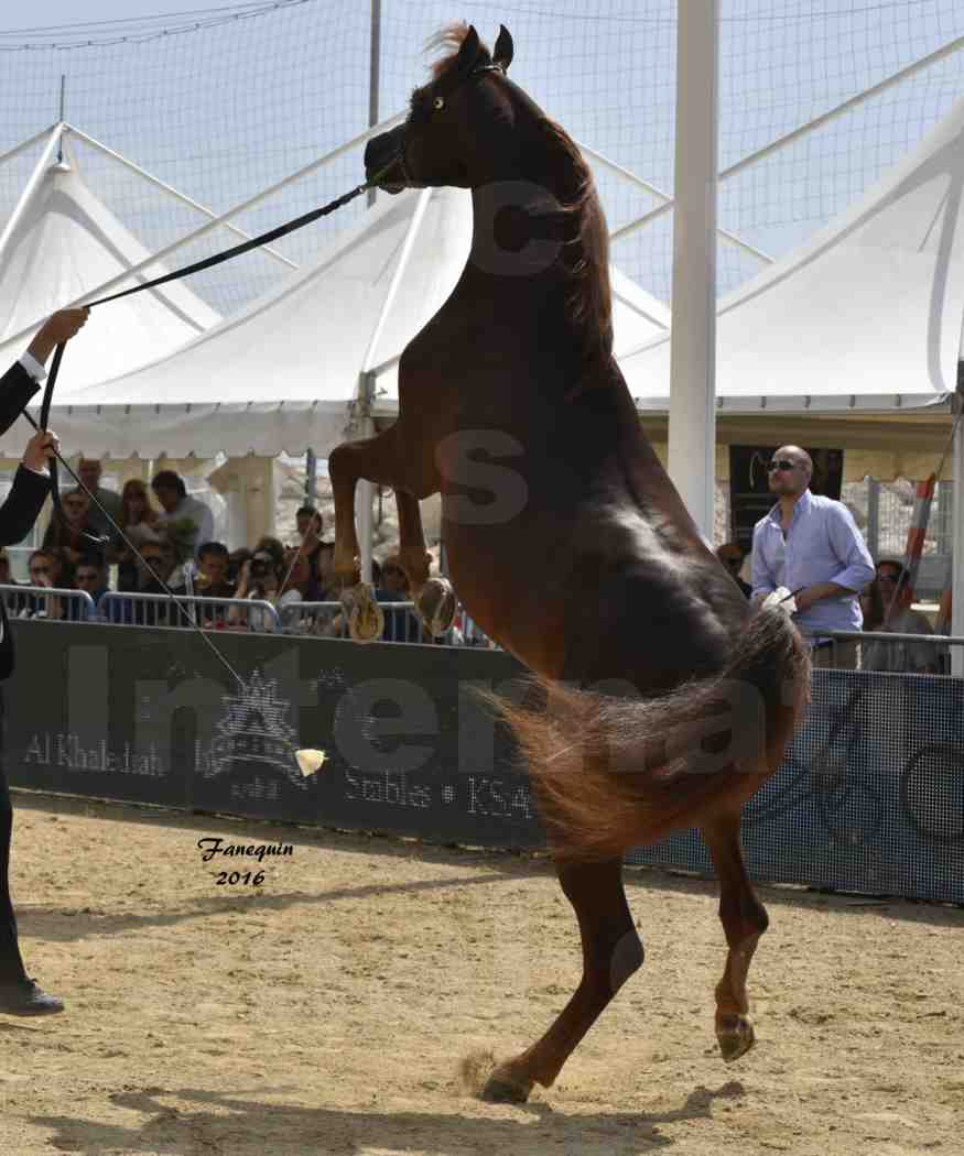 Championnat du pur-sang arabe de la Méditerranée et des pays arabes - MENTON 2016 - FAKHR AL KHALEDIAH - Notre Sélection - 10