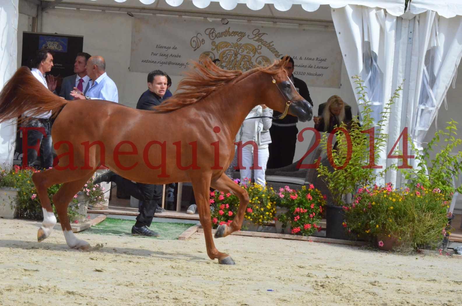 ﻿CHAMPIONNAT DE FRANCE 2014 A POMPADOUR - Championnat - KINSHASA JA - 44