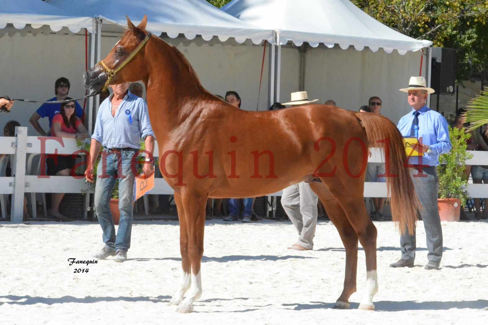 Concours National de Nîmes de chevaux ARABES 2014 - Notre Sélection - DZHARI NUNKI - 12