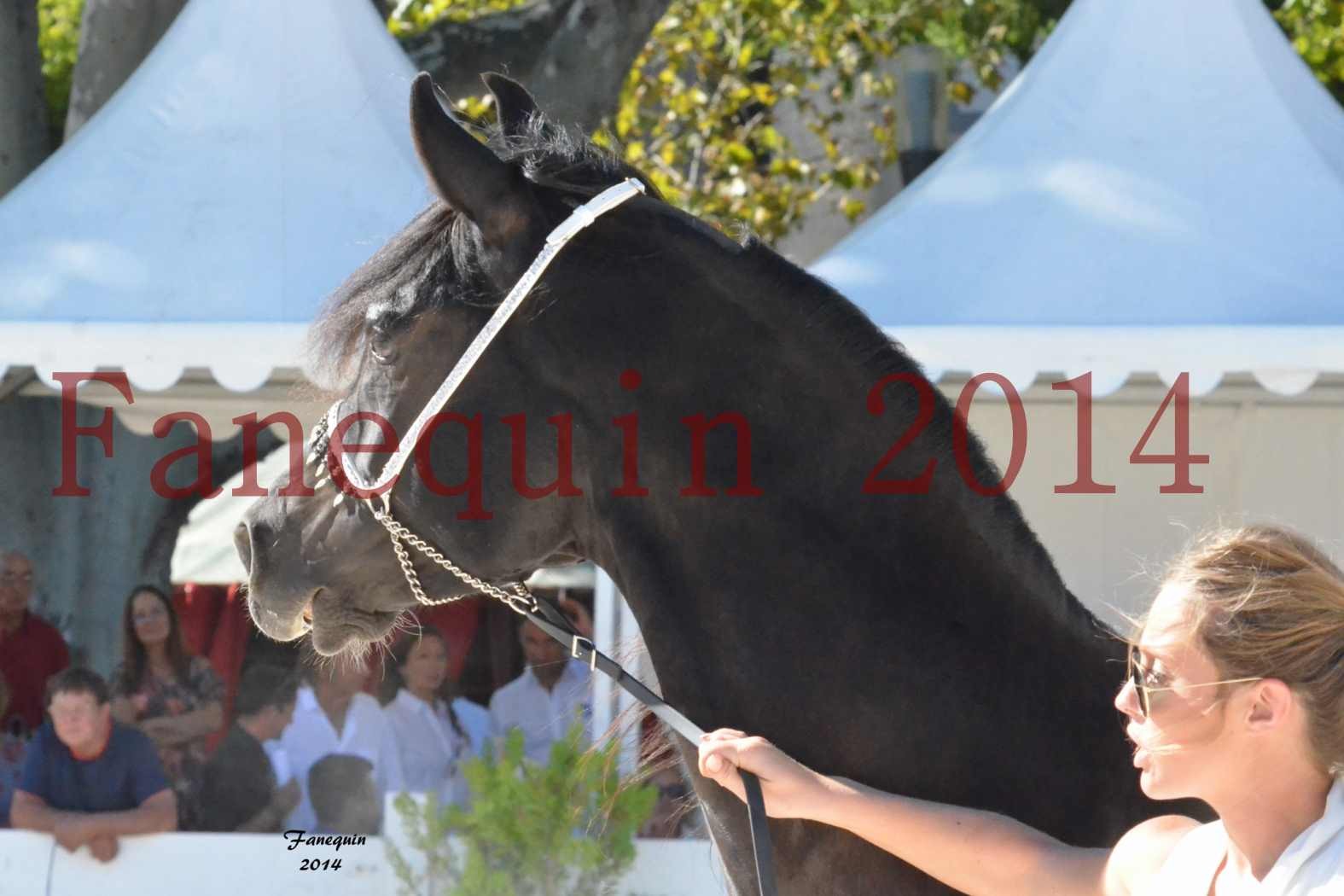 Concours National de Nîmes de chevaux ARABES 2014 - Notre Sélection - Portraits - BALTYK DE CHAUMONT - 6