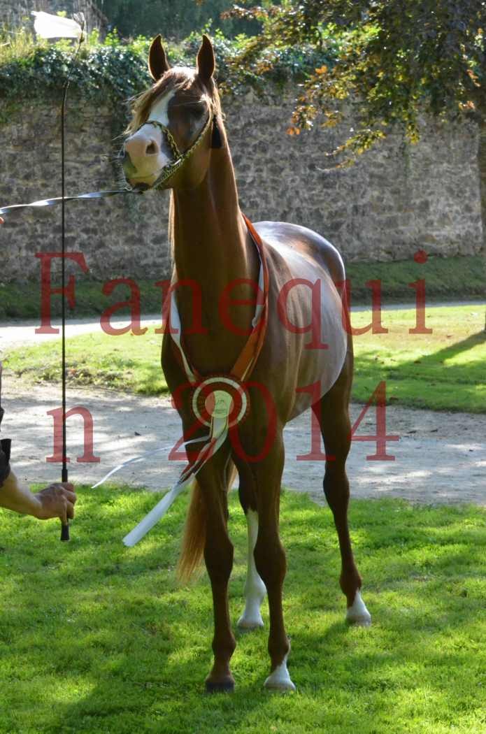 Championnat de FRANCE 2014 - Amateurs - SELECTO IBN SAMAWI - 190