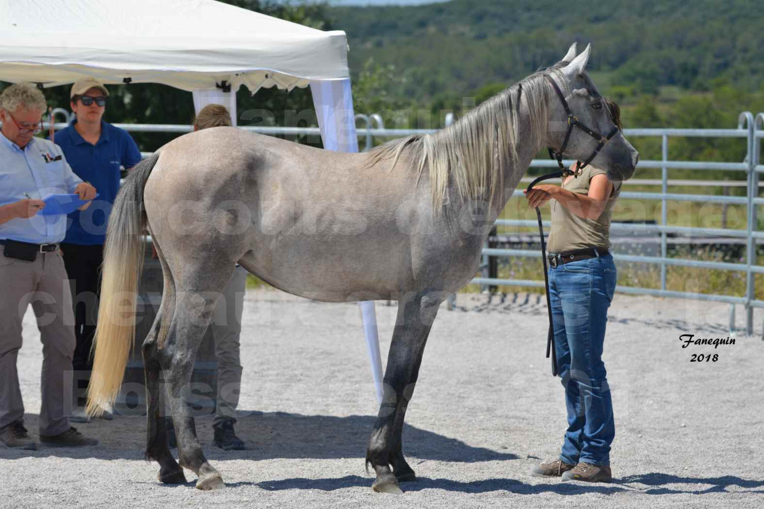 Concours d'Elevage de chevaux Arabes  le 27 juin 2018 à la BOISSIERE - GAZAK D'AURIERES - 01