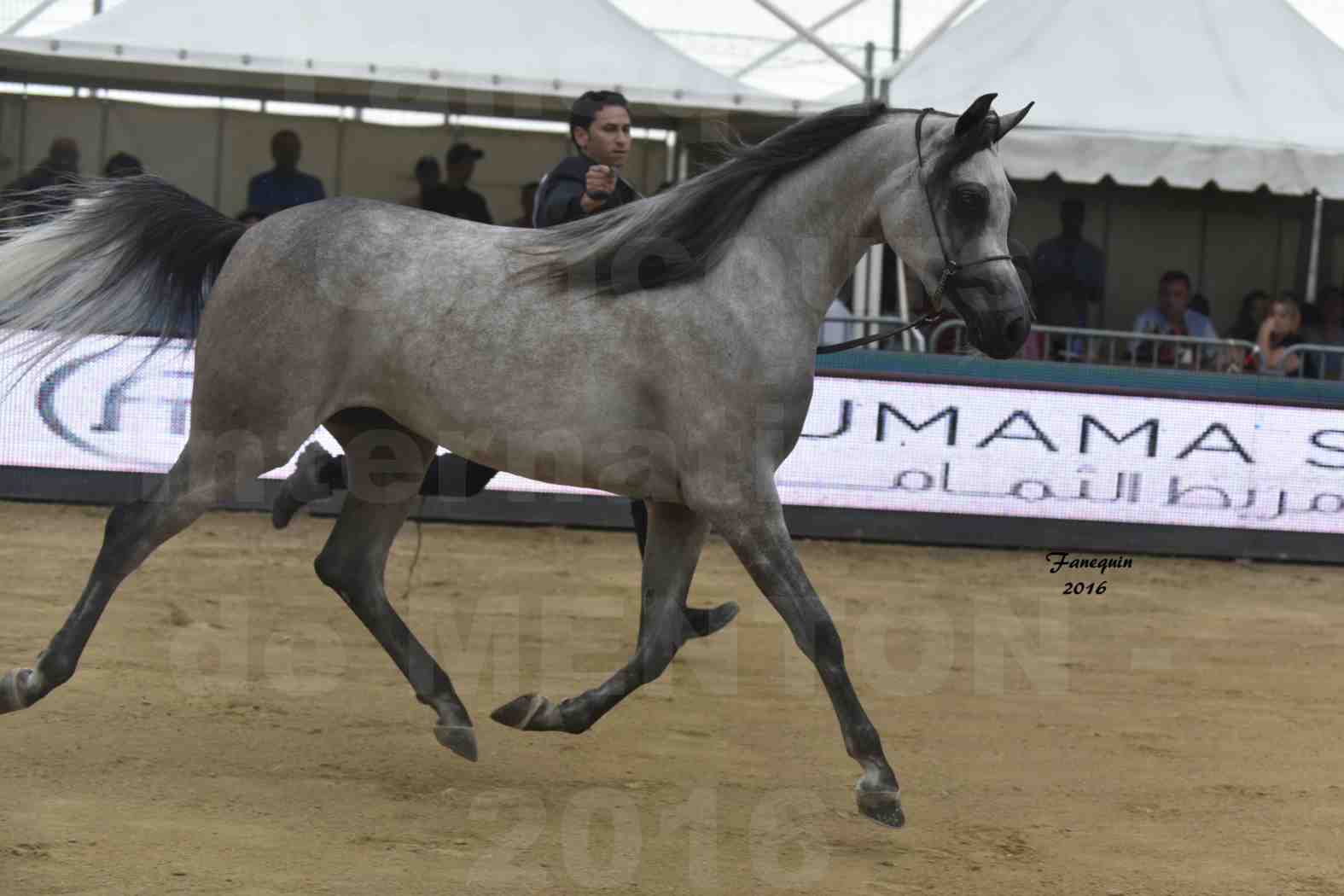 Championnat du pur-sang arabe de la Méditerranée et des pays arabes - MENTON 2016 - BOHOUR  AL SHAQAB - Notre Sélection - 1 