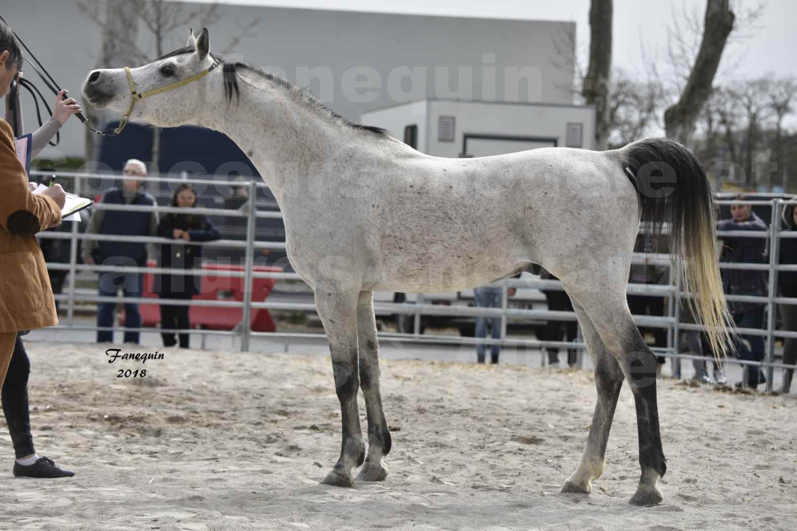 Concours d'élevage de Chevaux Arabes - D S A - A A - ALBI les 6 & 7 Avril 2018 - ATTILA PICAREL - 6