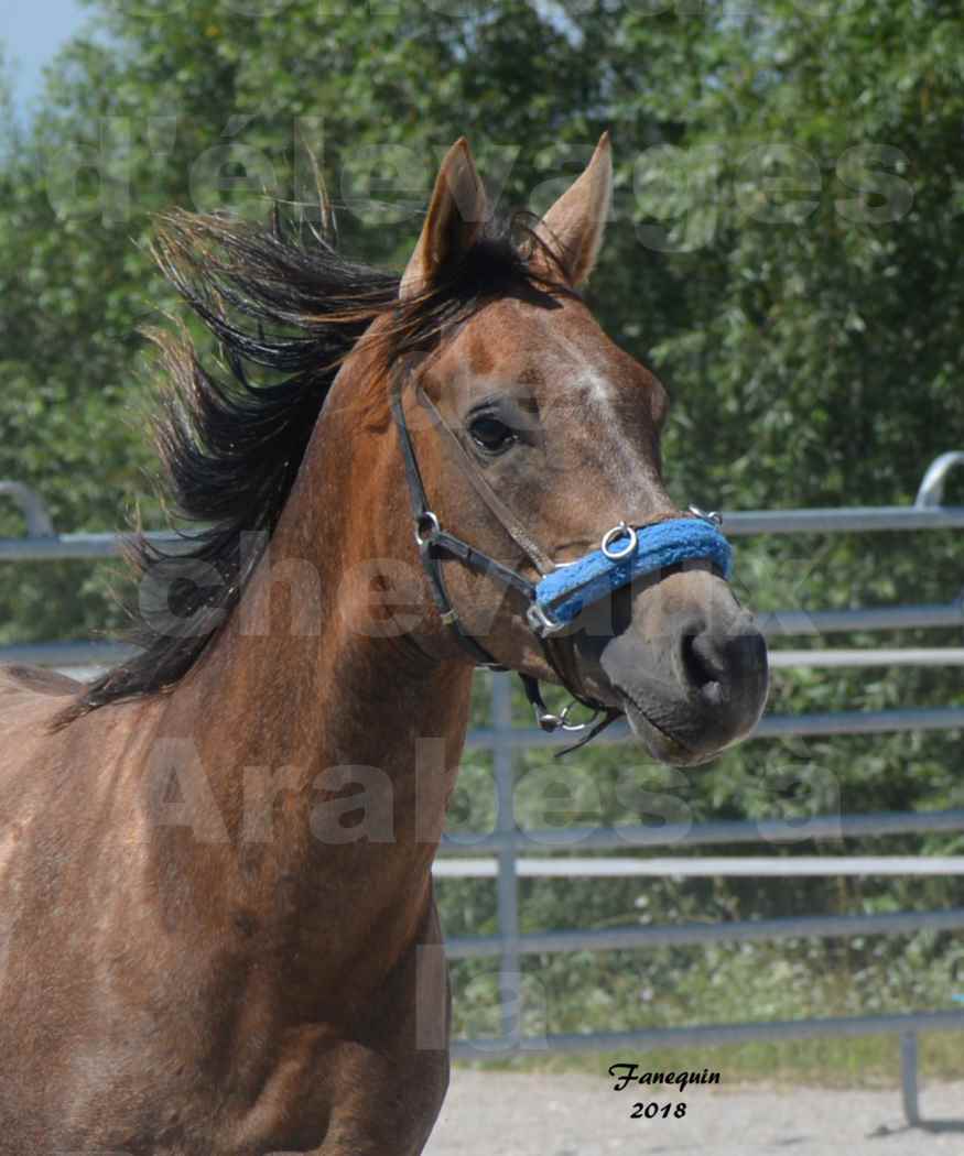 Concours d'Elevage de chevaux Arabes  le 27 juin 2018 à la BOISSIERE - MAREK LOTOIS - 2