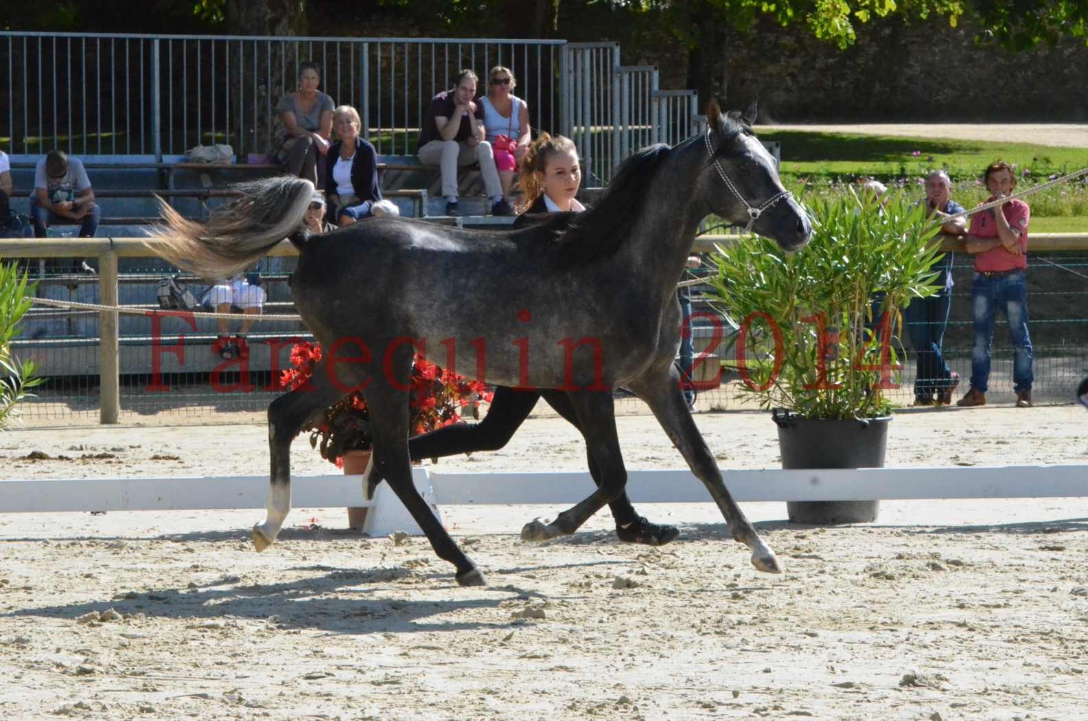 Championnat de FRANCE 2014 - Amateurs - CHTI KAID D'AUBIN - 11