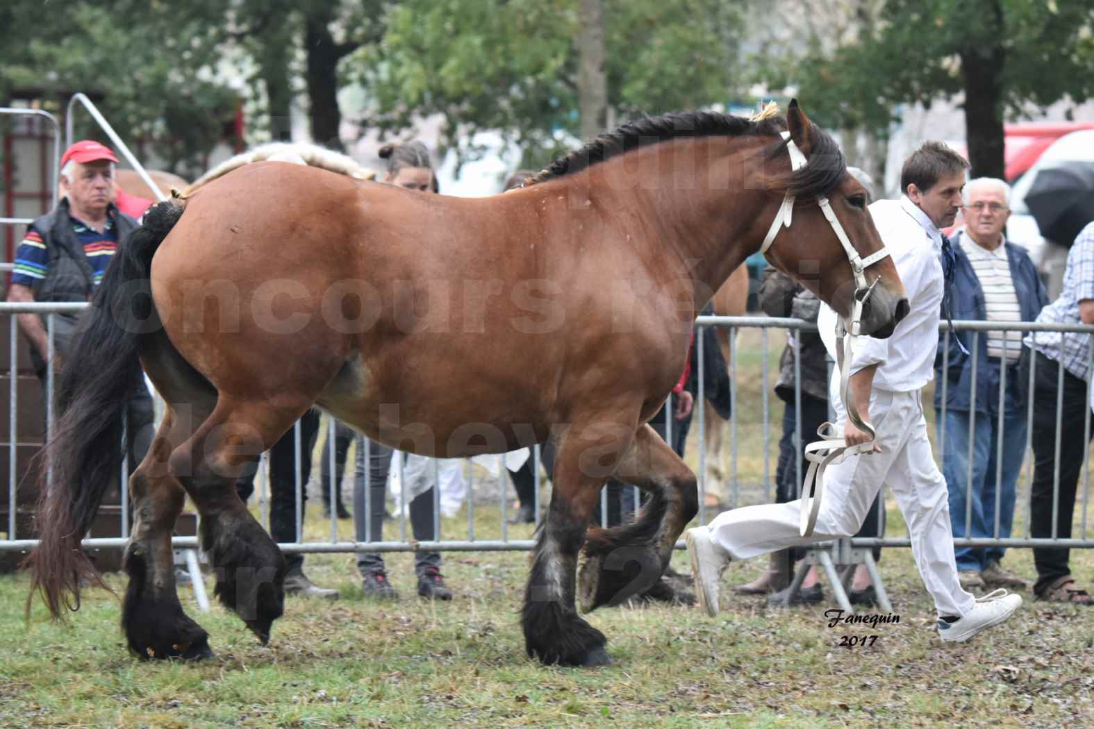 Concours Régional de chevaux de traits en 2017 - Jument & Poulain Trait COMTOIS - COMETE DE GRILLOLES - 02