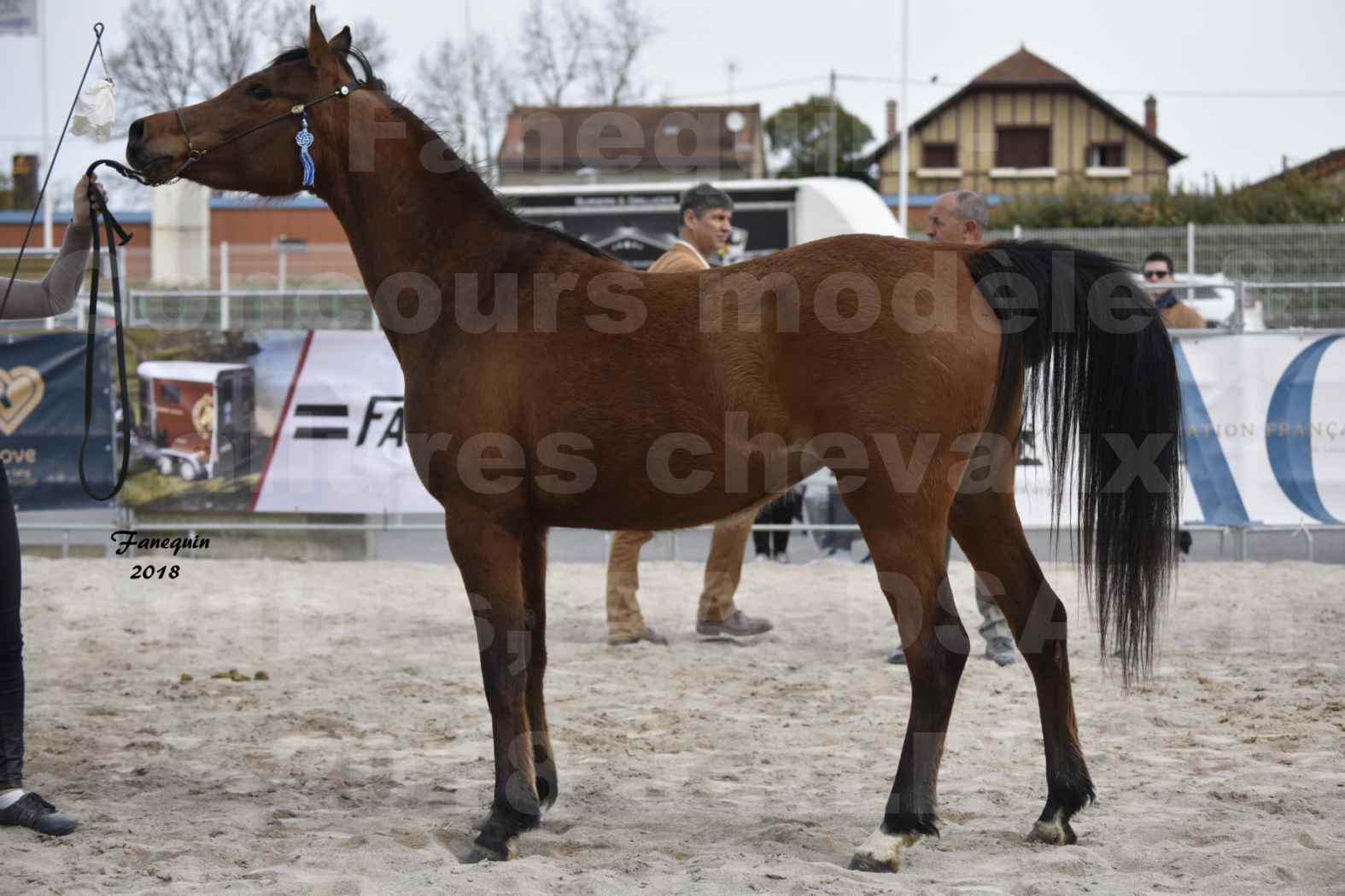 Concours d'élevage de Chevaux Arabes - Demi Sang Arabes - Anglo Arabes - ALBI les 6 & 7 Avril 2018 - ELEGANTE PICAREL - Notre Sélection - 6