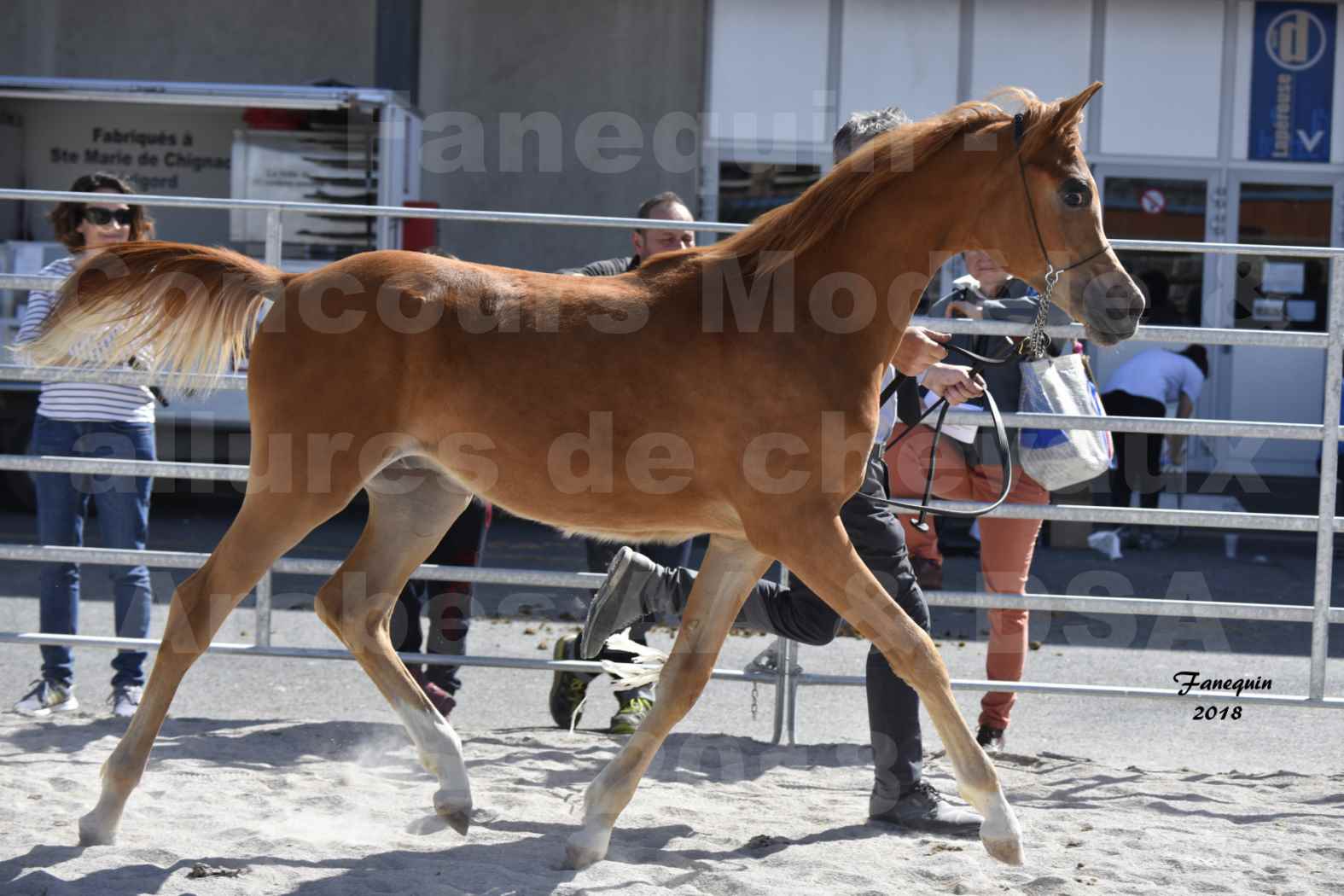 Concours d'élevage de Chevaux Arabes - D S A - A A- ALBI les 6 & 7 Avril 2018 - MARCUS DE LAFON - Notre Sélection - 4