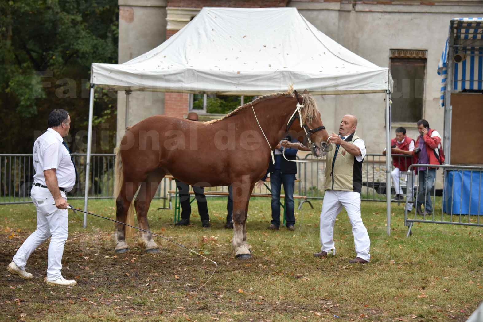 Concours Régional de chevaux de traits en 2017 - Trait COMTOIS - ERANIE DES RAYNAUDS - 01