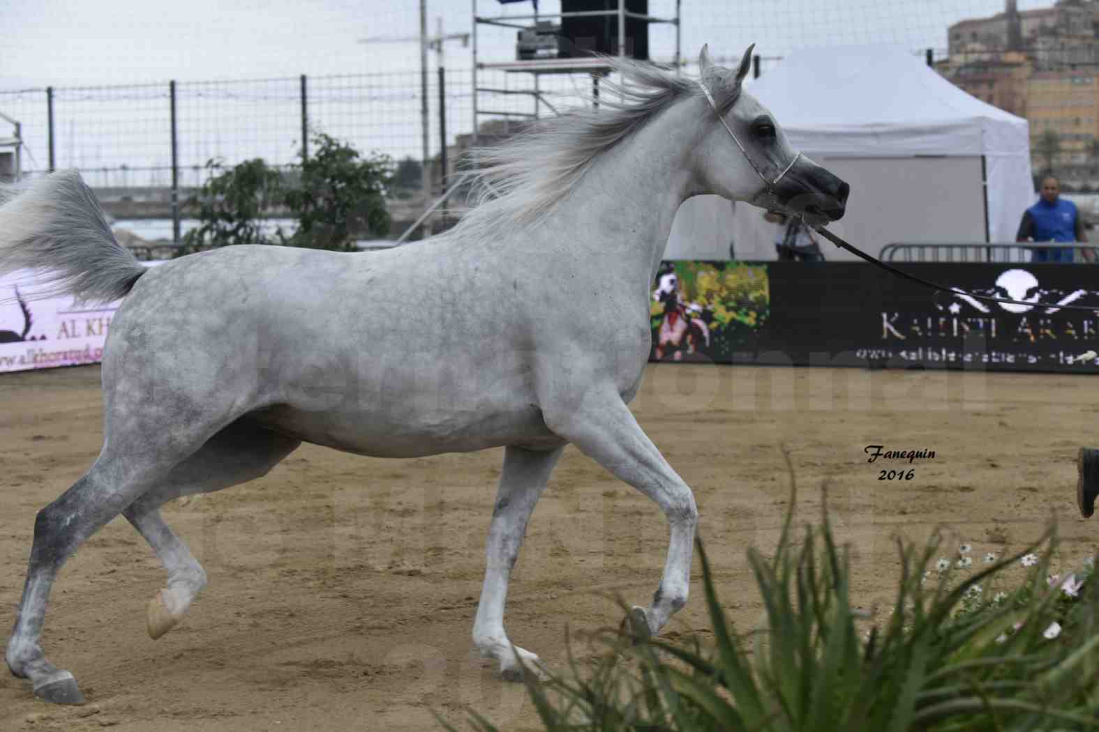 Championnat du pur-sang arabe de la Méditerranée et des pays arabes - MENTON 2016 - WADAD ZAMANI - Notre Sélection - 6