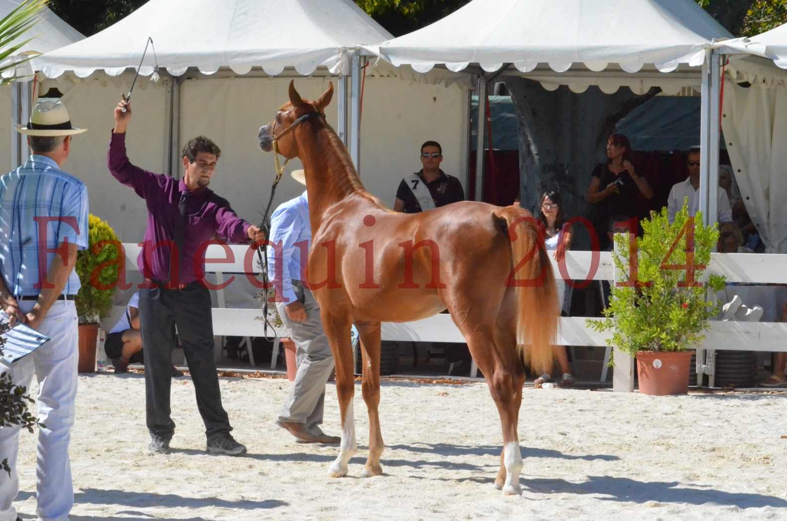 Concours National de Nîmes de chevaux ARABES 2014 - TSAR NERIO - 22