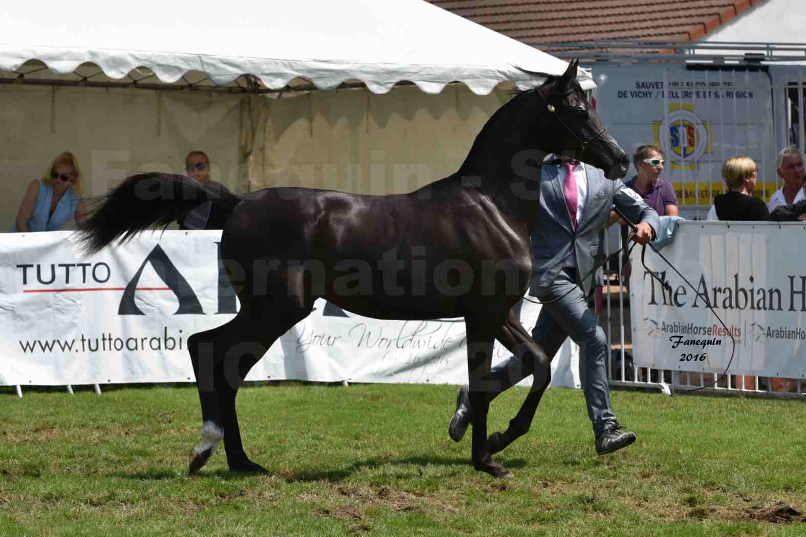 International Arabian Horse Show B de VICHY 2016 - ANNALISA ALIH - Notre Sélection - 1