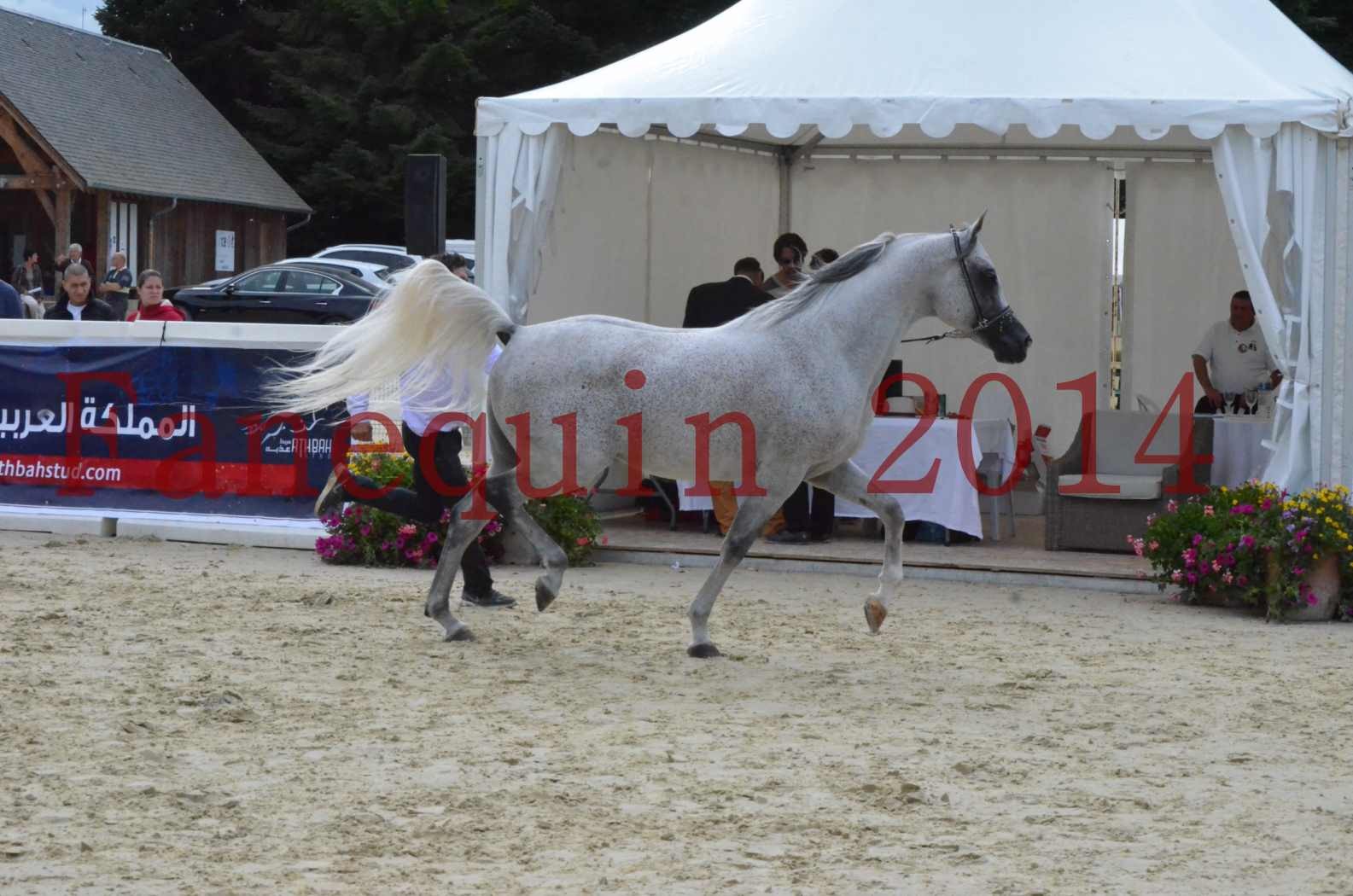 CHAMPIONNAT DE FRANCE  2014 A POMPADOUR - Championnat - SHEYK DE GARGASSAN - 05