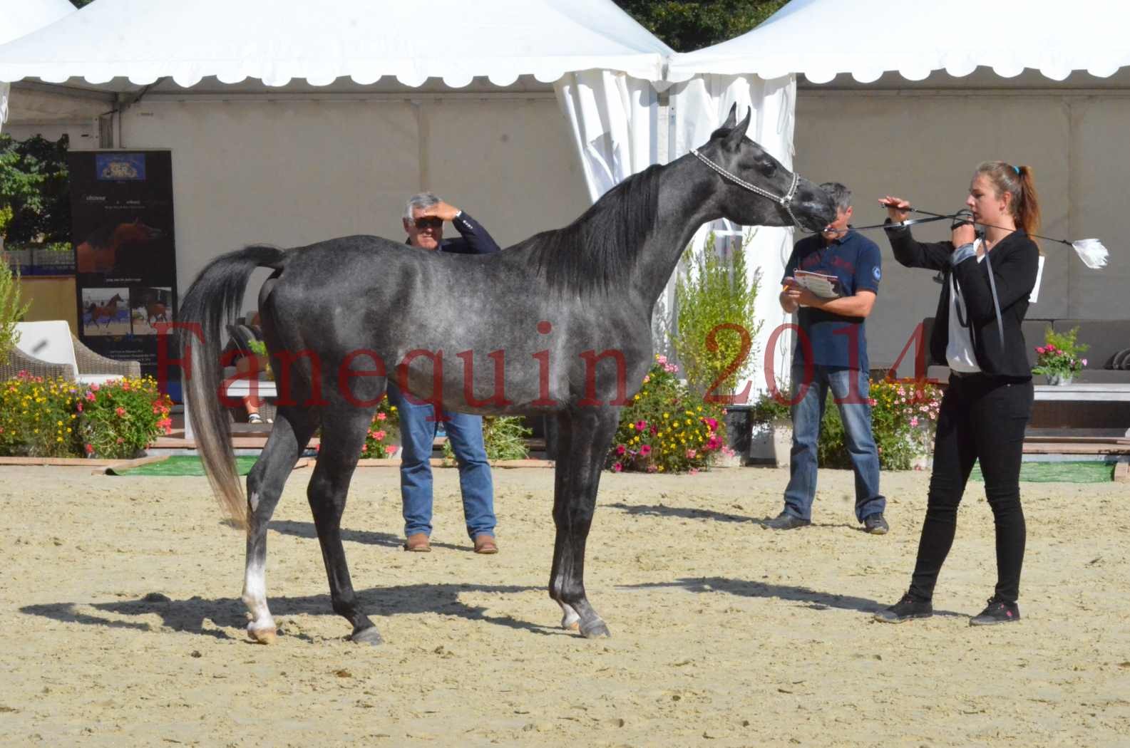 Championnat de FRANCE 2014 - Amateurs - CHTI KAID D'AUBIN - 44