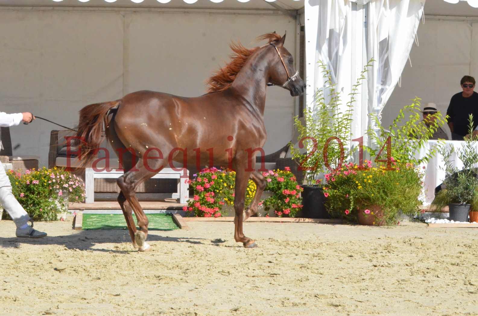 Championnat de FRANCE 2014 - Amateurs - LAMAL - 65