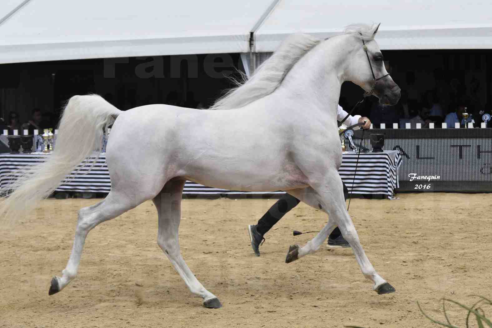 Show International de chevaux ARABES de MENTON 2016 - AJA ANGELO - 25