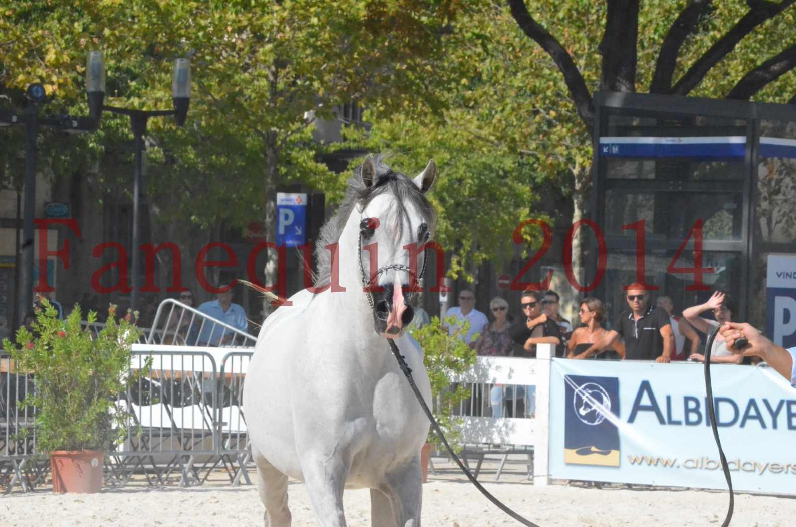 Concours National de Nîmes de chevaux ARABES 2014 - Championnat - SHAOLIN DE NEDJAIA - 25