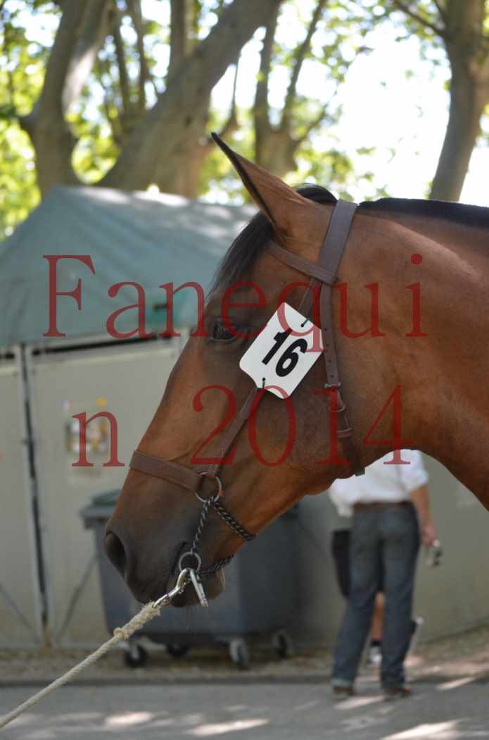 Portraits Chevaux Elevage RONCHAIL-07