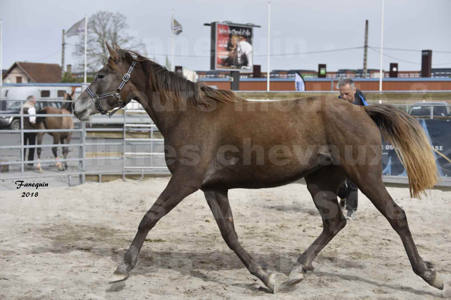 Concours d'élevage de Chevaux Arabes - Demi Sang Arabes - Anglo Arabes - ALBI les 6 & 7 Avril 2018 - FARAH DU CARRELIE - Notre Sélection - 02