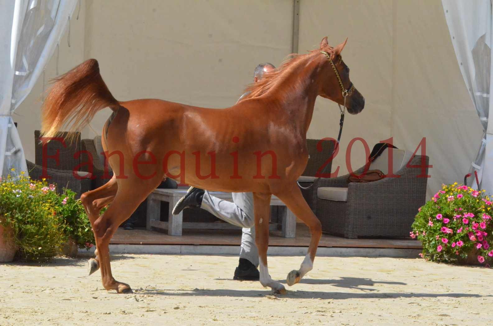 Championnat de FRANCE 2014 - Amateurs - SH CALLAS BINT ARMANI - 21