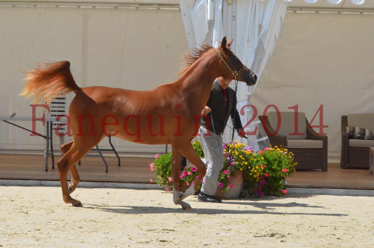 Championnat de FRANCE 2014 - Amateurs - SH CALLAS BINT ARMANI - 12